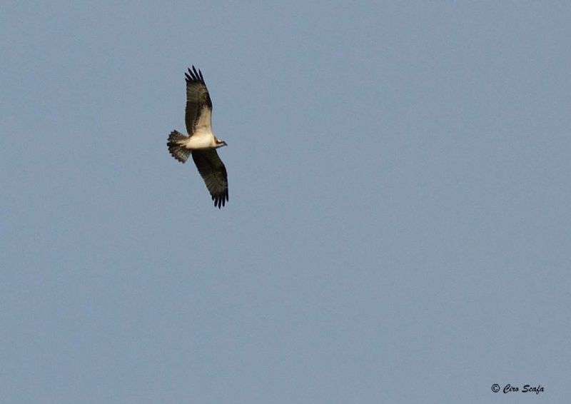 falco pescatore